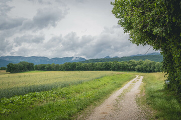 Fototapeta premium chemin printanier en lisière de forêt