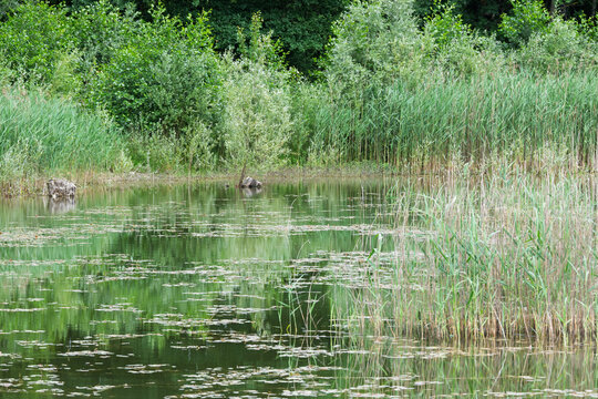 Marais de Prodon à Grilly – écrin de biodiversité entre eau et verdure
