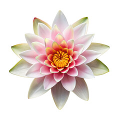 Fototapeta premium pink water lily