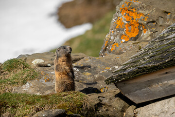 Wildtiere in freier Wildbahn – Murmeltier
