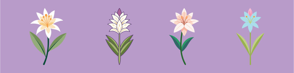 Tuberose Flower Flat Style Botanical Vector Illustration
