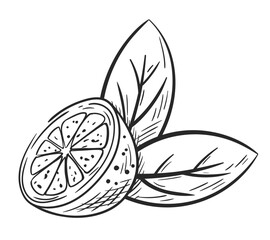 Lime half with leaves hand drawn isolated on white background. Sketch of lemon in section. Vintage design. Vector illustration