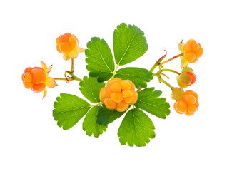 Close-up of a cluster of ripe cloudberries with vibrant green leaves, isolated on a pure white background, showcasing the fruit's unique segmented structure and translucent orange color.