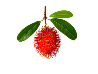 A vibrant, fresh rambutan fruit hangs from its branch, surrounded by lush green leaves, set against a clean white background, showcasing the exotic beauty of this tropical delight.