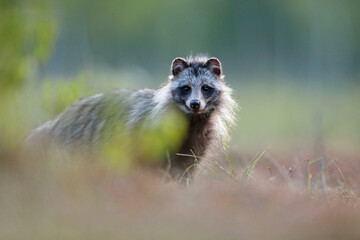 Jenot (Nyctereutes) raccoon dog