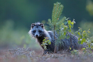 Jenot (Nyctereutes) raccoon dog