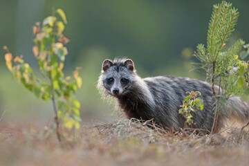 Jenot (Nyctereutes) raccoon dog