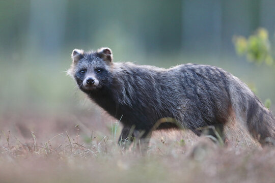 Jenot (Nyctereutes) raccoon dog