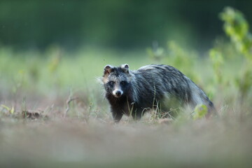 Jenot (Nyctereutes) raccoon dog