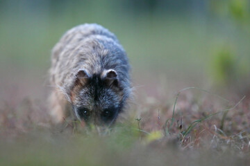 Jenot (Nyctereutes) raccoon dog