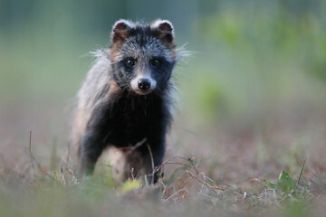 Jenot (Nyctereutes) raccoon dog