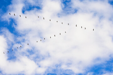 Flock of geese on the way flying on the sky