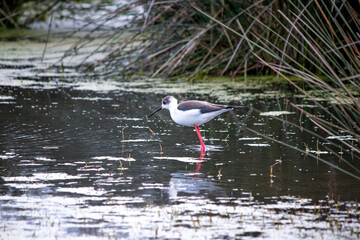 Black-winged Stilt (himantopus himantopus) foraging in a wetland. Bird, animal idea concept....