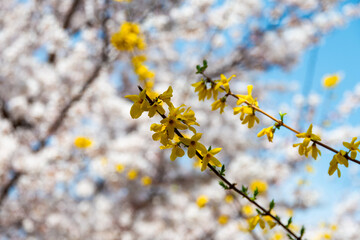 forsythia flowers and cherry blossoms