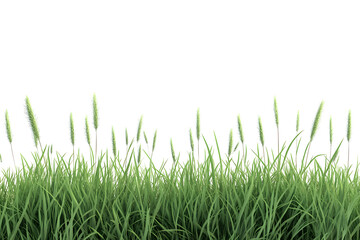 Fototapeta premium Lush green grass with white flowering tops against a stark black background