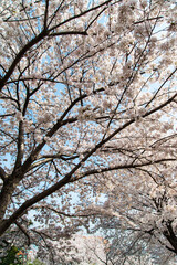 cherry blossoms in the park