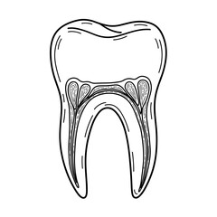 Anatomical illustration of a tooth showing internal structure  
