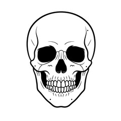 Fototapeta premium Skull illustration in black and white with detailed features 