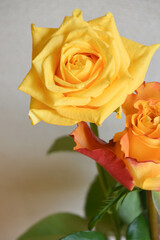 黄色とオレンジのばら
