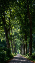 Obraz premium Serene Tree-Lined Avenue with Sunlit Canopy and Endless Natural Beauty