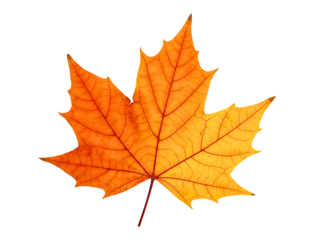 Detailed close up of a vibrant orange maple leaf isolated on transparent background