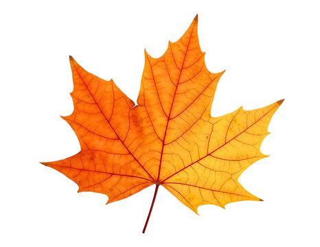 Detailed close up of a vibrant orange maple leaf isolated on transparent background