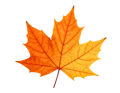 Detailed close up of a vibrant orange maple leaf isolated on transparent background