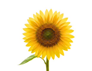 Obraz premium A vibrant yellow sunflower with a detailed center and green stem isolated on transparent background