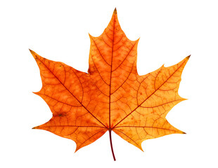 Obraz premium Detailed close up of a vibrant orange maple leaf isolated on transparent background