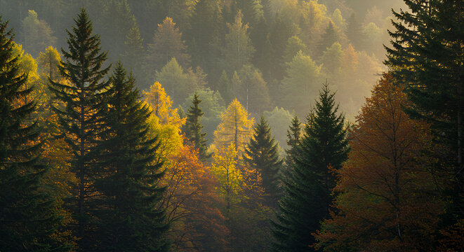 Fototapeta Autumn forest scene with sunlit trees