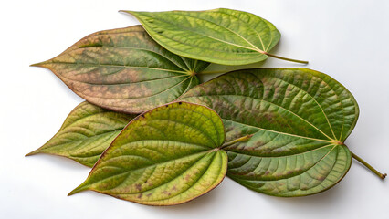 Obraz premium A collection of vibrant green betel leaves, known for their medicinal properties, is isolated on white background in a studio setting