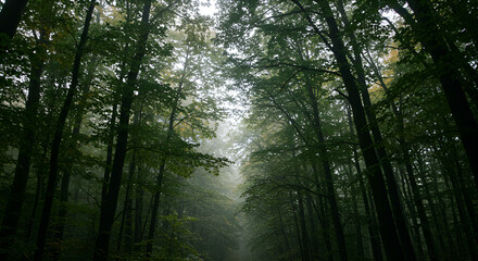 Obraz premium Dense forest canopy, misty pathway