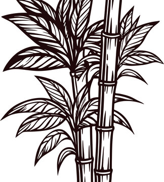 black and white bamboo plant drawing clip art preview