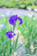 花菖蒲の花が咲く日本の風景