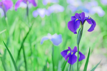 花菖蒲の花が咲く日本の風景