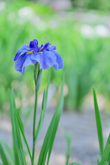 花菖蒲の花が咲く日本の風景