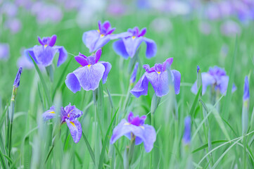 花菖蒲の花が咲く日本の風景