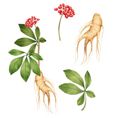 Hand-drawn set of ginseng elements, featuring red berries, green leaves, and beige roots