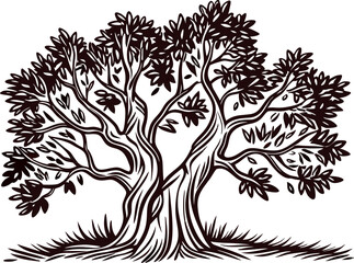 Fototapeta premium Detailed black and white illustrative drawing of an old olive tree with twisted trunk and dense foliage