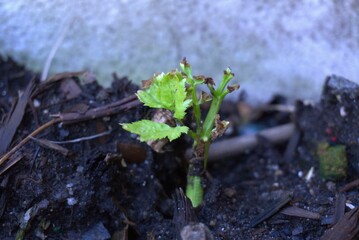 New merge plant in the winter 