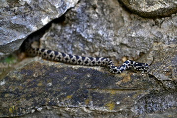 junge Vierstreifennatter // juvenile Four-lined snake (Elaphe quatuorlineata) - Peloponnes, Griechenland