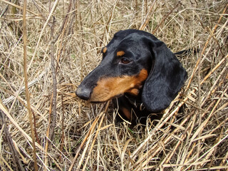 Dachshund among dry autumn meadow grass.