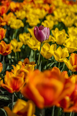 Tulipany
