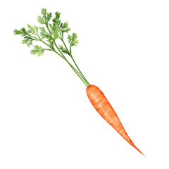 Hand drawn carrot isolated on white background. Vegetable illustration