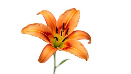 Photorealistic image of an orange Lilium flower isolated on white. Large open bloom with narrow green leaves. Botanical macro with soft light and natural detail.