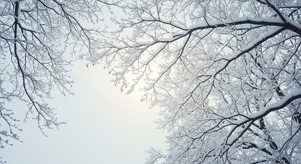 Snow-Covered Branches Under a Pale Winter Sky