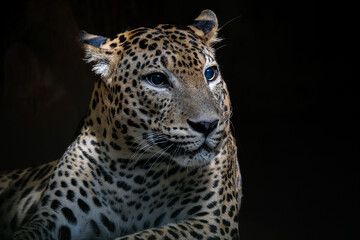 A close-up portrait of mesmerizing leopard