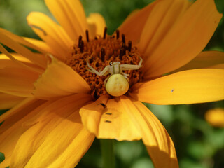 Close-up of a White Crab Spider Blending into a Bright Yellow-Or