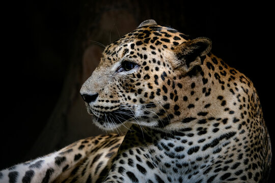 A close-up portrait of mesmerizing leopard