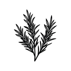 Simple and elegant sketch of a rosemary sprig with dense leaves